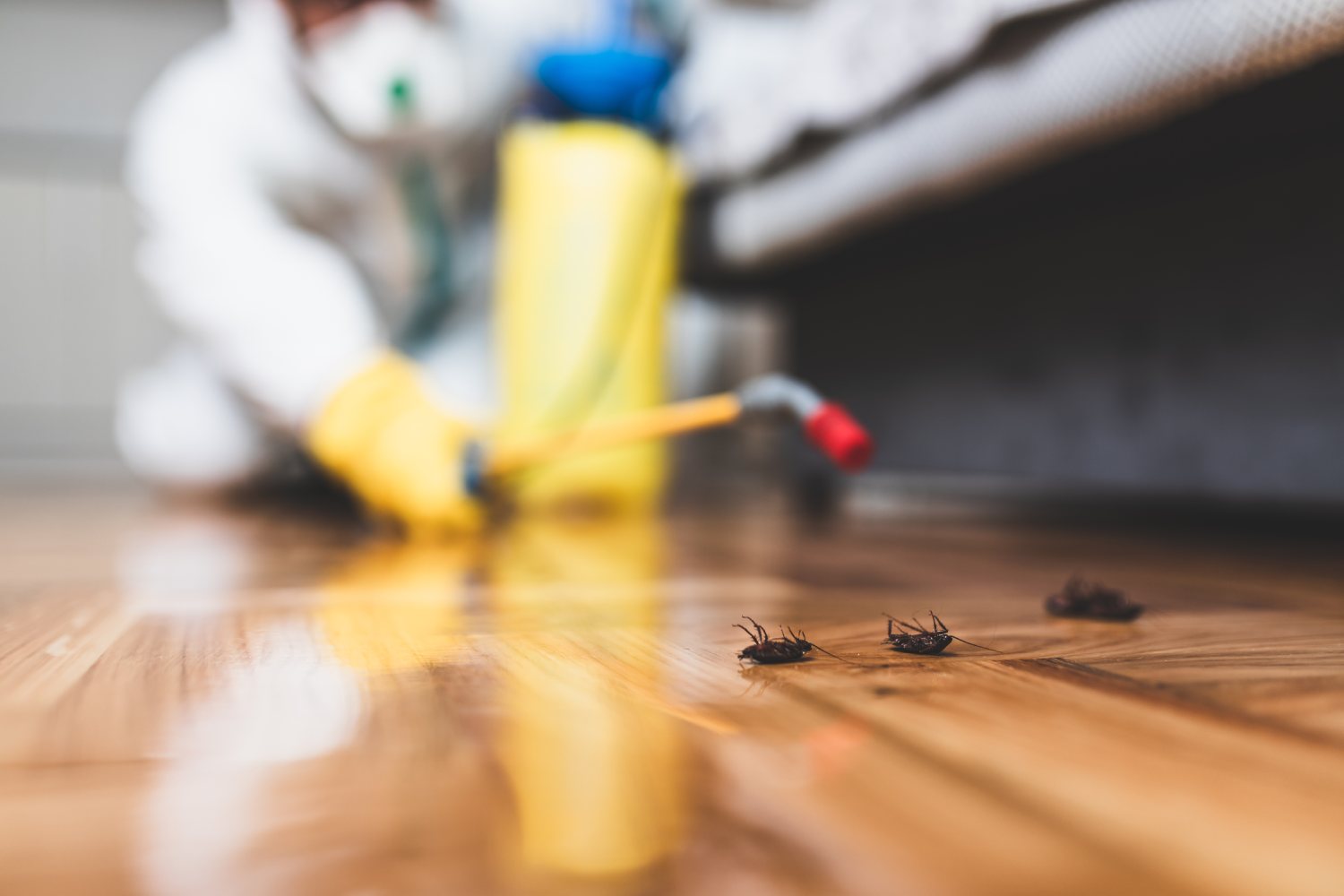 Désinsectisation à Marseille : Protégez Votre Environnement avec SM3D Nuisibles 13
